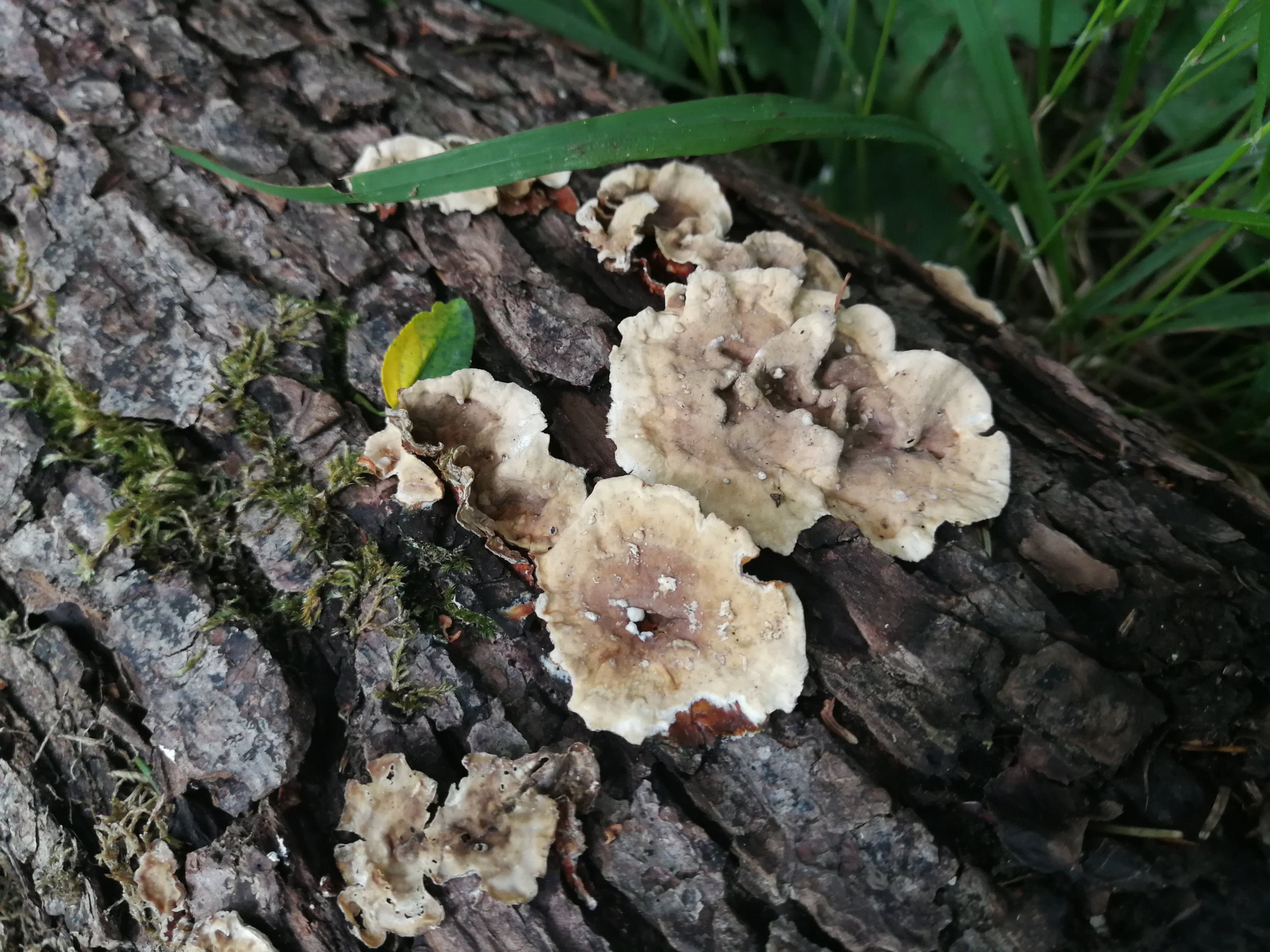 Runzeliger Schichtpilz - Nahansicht. Die Oberflächen sind typischerweise uneben-runzelig. Bei Verletzungen rötet der Pilz (was auf diesem Bild leider jetzt nicht zu sehen ist)